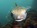   Puffer fish  